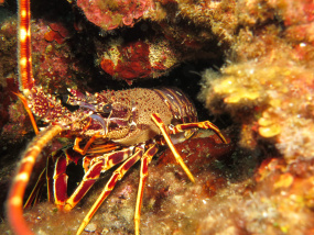 Lesvos Diving Center
