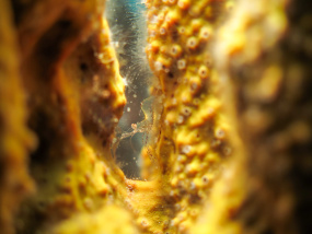 Lesvos Diving Center