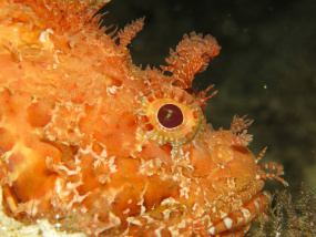 Lesvos Diving Center