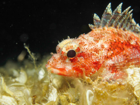 Lesvos Diving Center