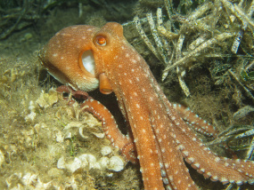 Lesvos Diving Center