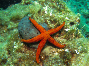 Lesvos Diving Center
