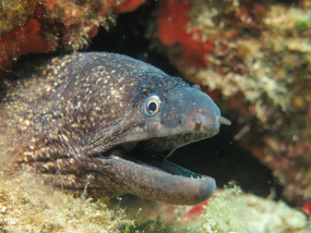 Lesvos Diving Center
