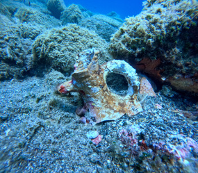 Lesvos Diving Center