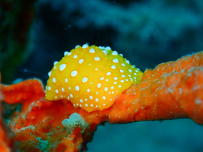 Lesvos Diving Center