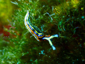 Lesvos Diving Center
