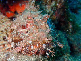 Lesvos Diving Center