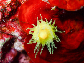 Lesvos Diving Center