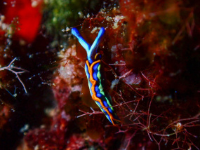 Lesvos Diving Center