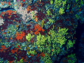 Lesvos Diving Center
