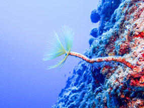 Lesvos Diving Center