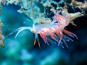 Lesvos Diving Center