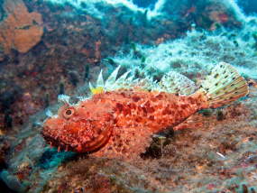 Lesvos Diving Center
