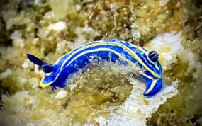 Lesvos Diving Center