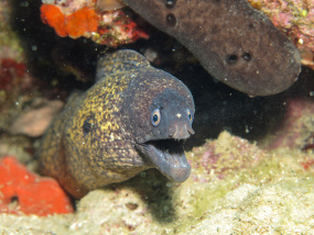 Lesvos Diving Center