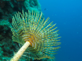 Lesvos Diving Center