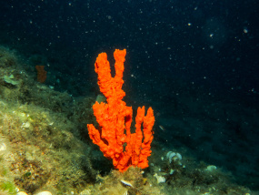 Lesvos Diving Center