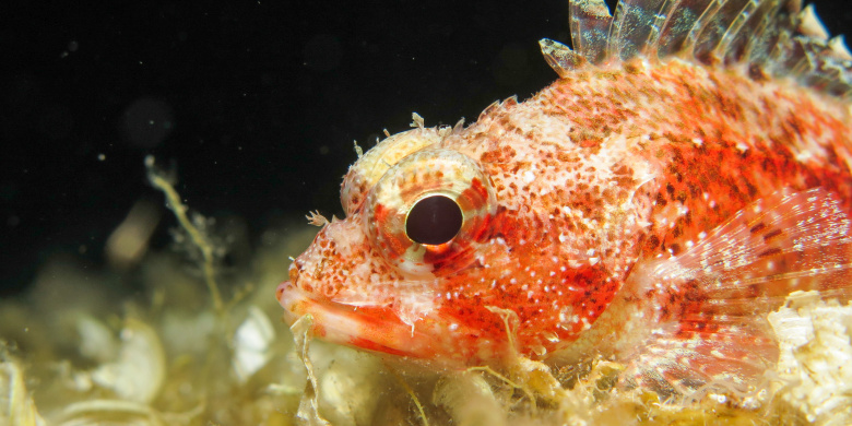 Advanced Open Water Diver
