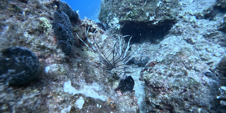 Open Water Diver