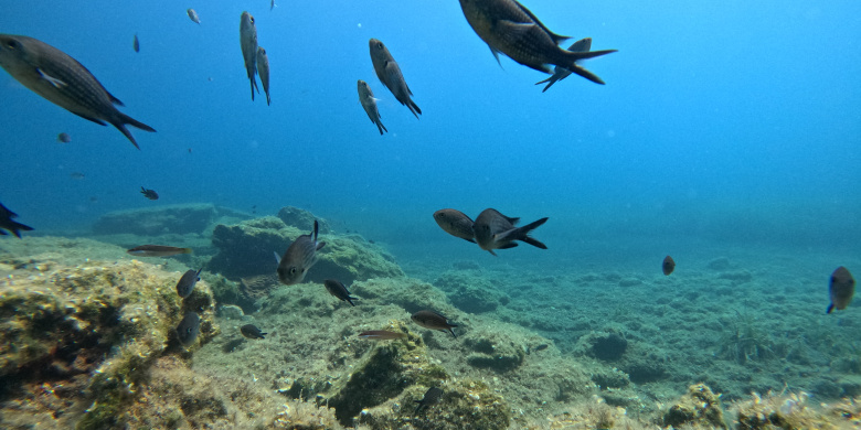 Scuba Diver