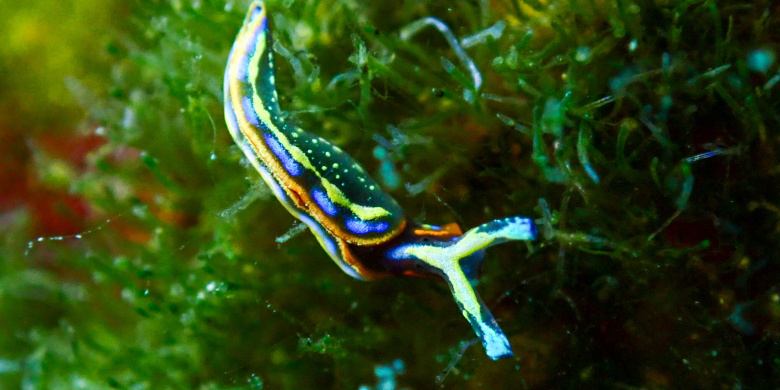 Advanced Open Water Diver