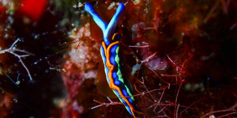 Advanced Open Water Diver