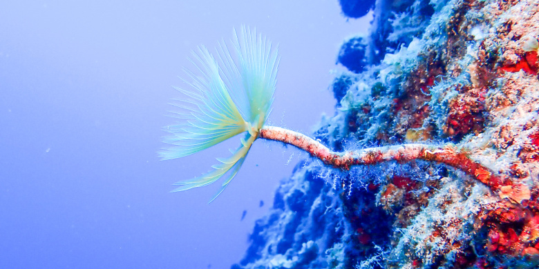 Advanced Open Water Diver